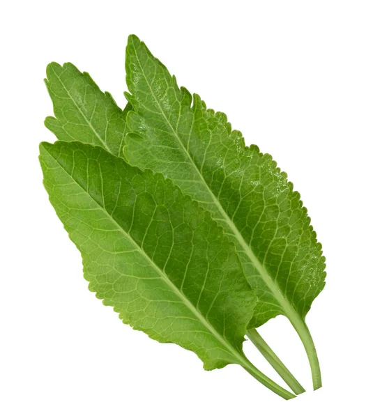 Horseradish leaf isolated on white background — Stock Photo, Image