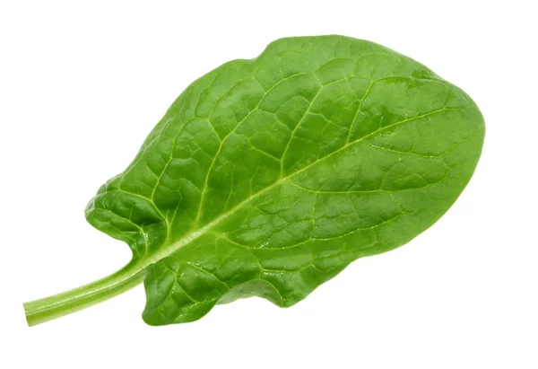 Spinach leaf close up isolated on white without shadow — Stock Photo, Image