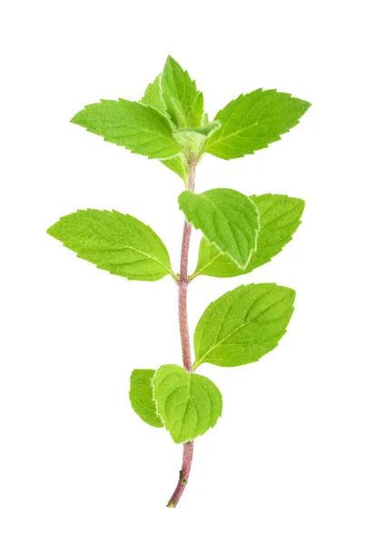 Hojas de menta aisladas en blanco — Foto de Stock