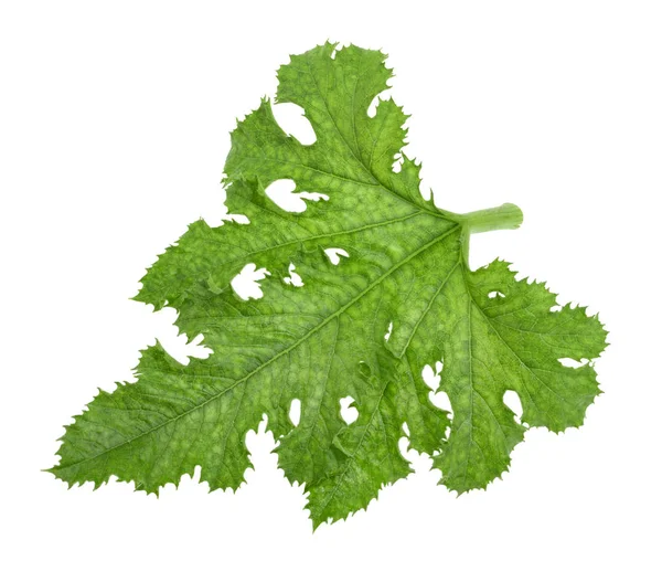 Zucchini leaf isolerade utan skugga — Stockfoto