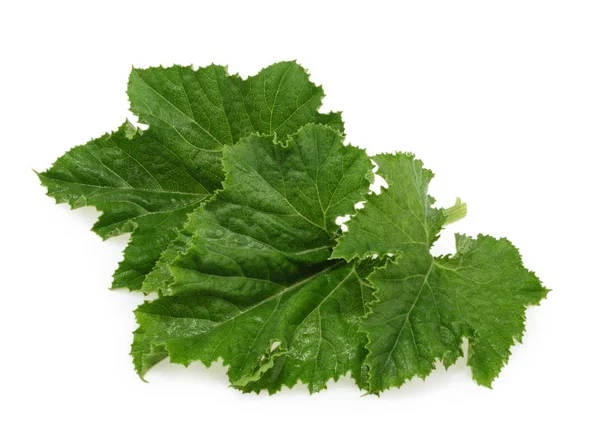 Close up foglia di zucca verde isolato su bianco — Foto Stock