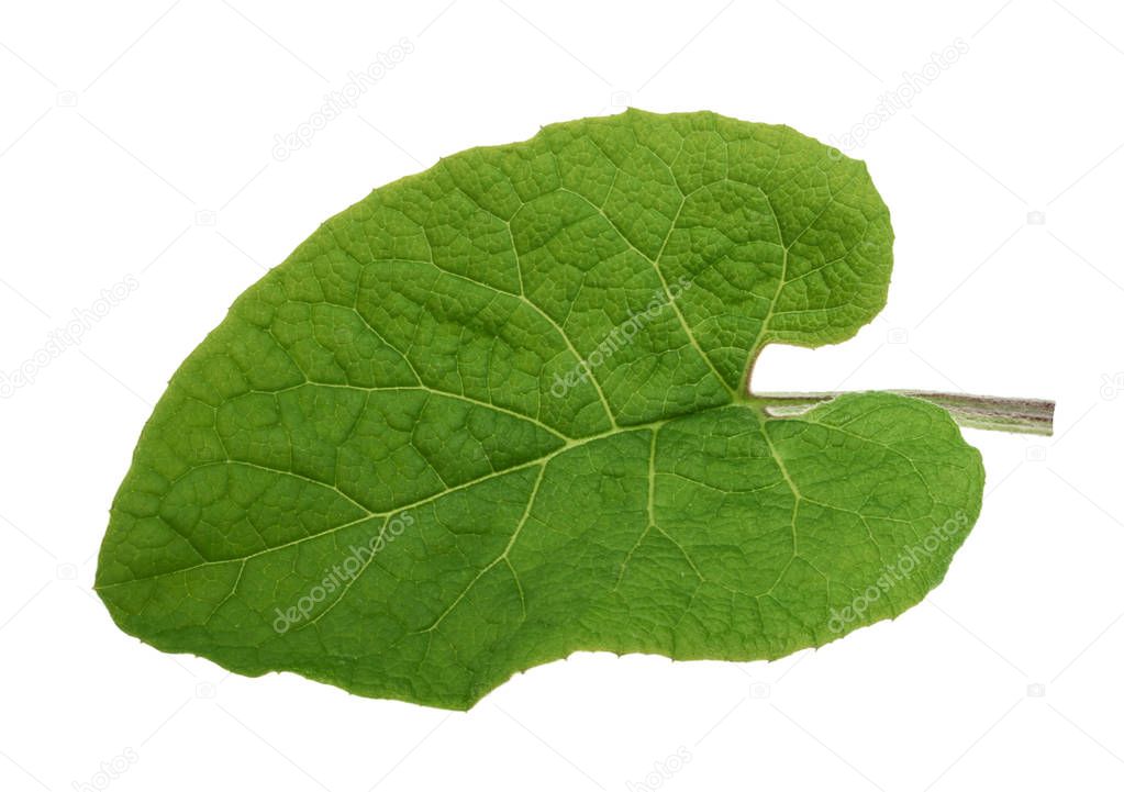 Burdock leaf isolated on white