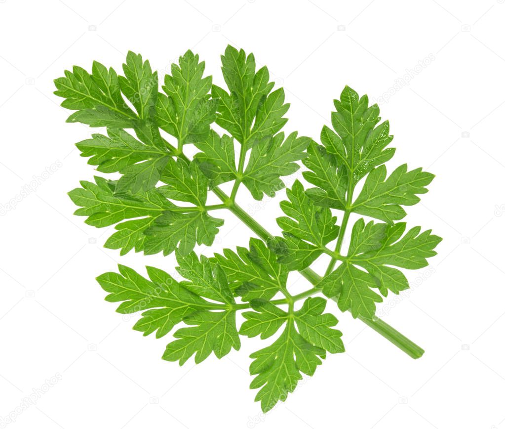 Parsley leaf isolated without shadow