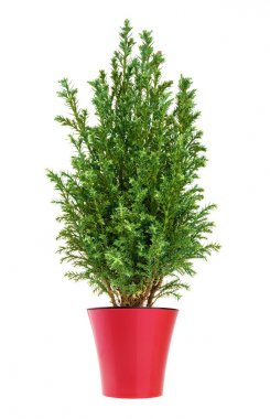 Servi ağacı üzerinde beyaz izole. whithout gölge