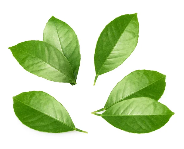 Citrus leaves isolated on white background — Stock Photo, Image
