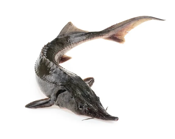 Pescado fresco de esturión aislado en blanco — Foto de Stock