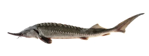 Färsk sturgeon fisk isolerad på vit utan skugga — Stockfoto