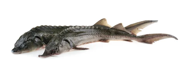 Taze mersin balığı balık üzerinde beyaz izole — Stok fotoğraf