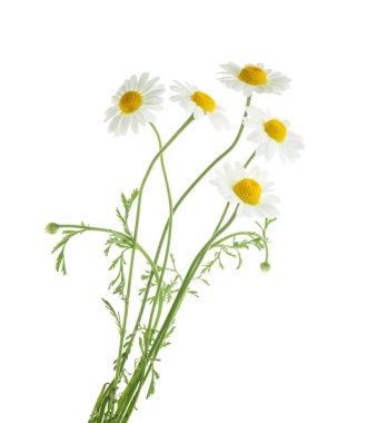 Beyaz arka plan üzerinde izole chamomiles. Gölge