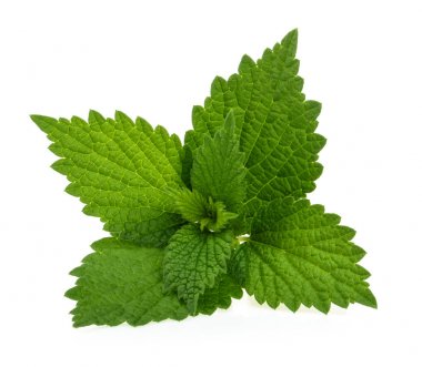 Nettle beyaz arkaplanda izole edildi
