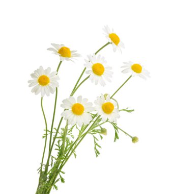 Beyaz arka plan üzerinde izole chamomiles. Gölge