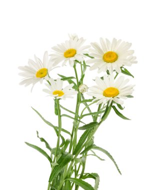 Beyaz arka plan üzerinde izole chamomiles. Gölge