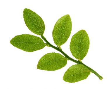 Yaban mersini gölge izole bırakır