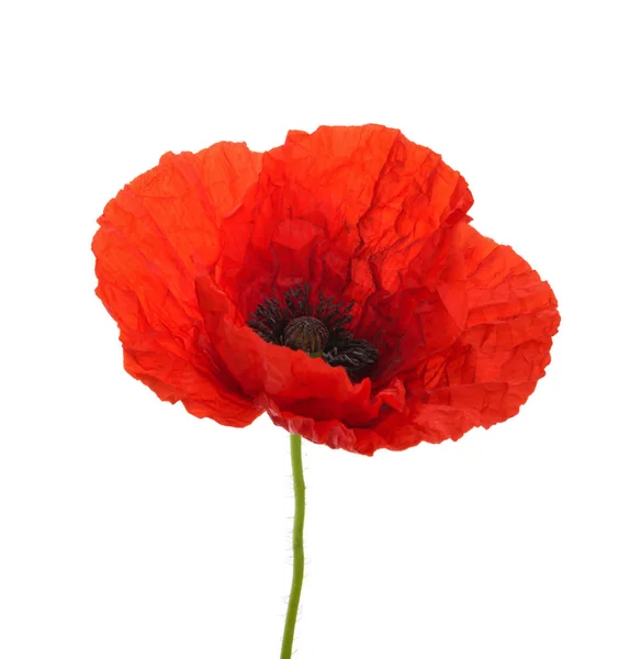 Poppy flower isolated without shadow — Stock Photo, Image