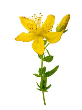 Gölge izole St John's wort (Hypericum perforatum)