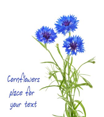 Cornflowers isolated on white without shadow clipart