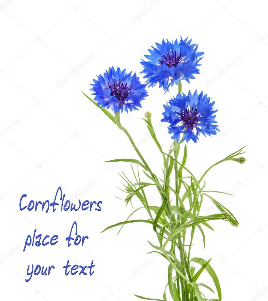 Cornflowers isolated on white without shadow