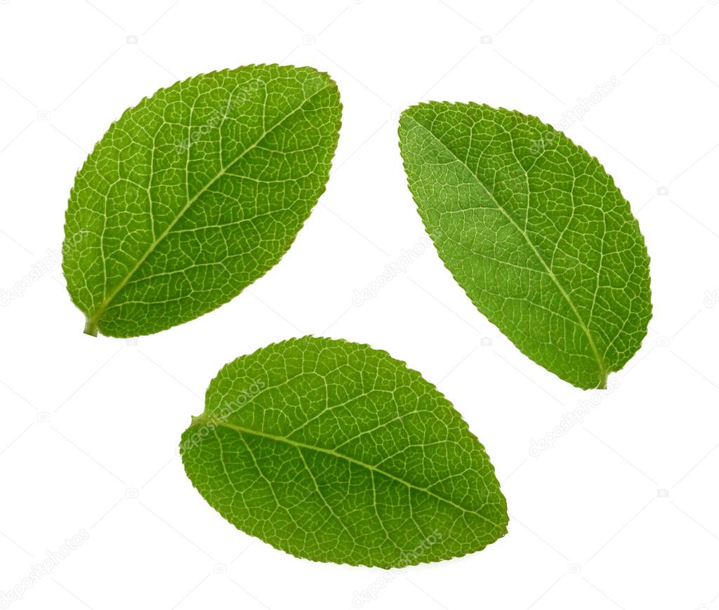 Blueberry leaves isolated without shadow