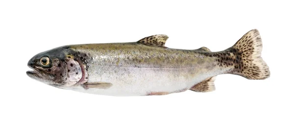 Regnbåge fisk isolerad på vit utan skugga — Stockfoto