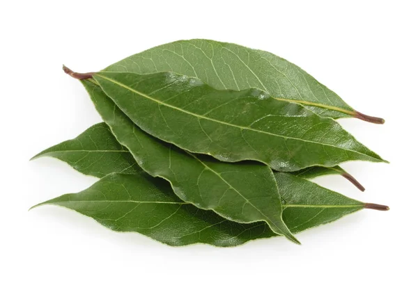 Čerstvý bobkový list, samostatný — Stock fotografie