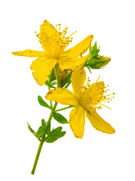 Зверобой (Hypericum perforatum), изолированный без тени — стоковое фото