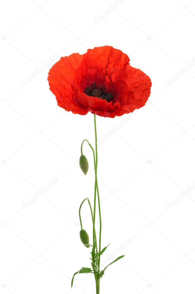 Poppy flower isolated without shadow