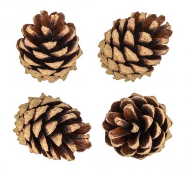 Pine cones isolated clipart