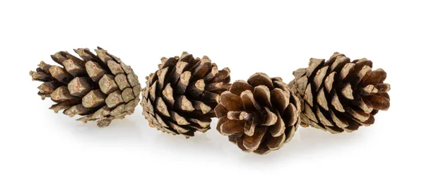 Cones de pinheiro isolados — Fotografia de Stock