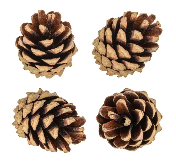 Cones de pinheiro isolados — Fotografia de Stock