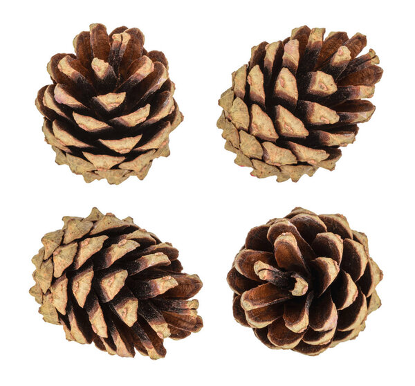 Pine cones isolated