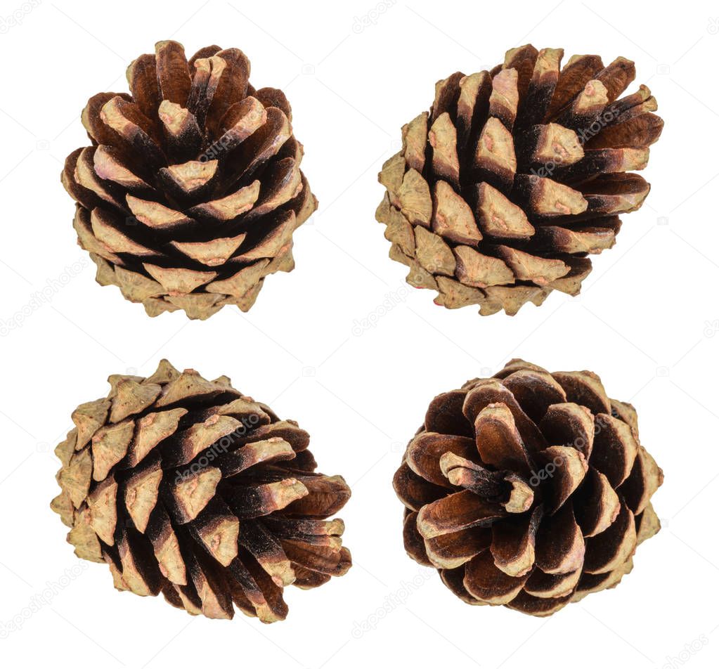 Pine cones isolated