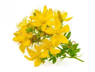 Beyaz backgro izole St John's wort (Hypericum perforatum)