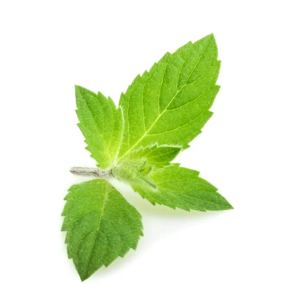 Mint leaves isolated on white — Stock Photo, Image