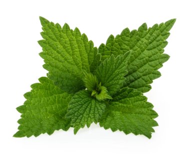 Nettle beyaz arkaplanda izole edildi