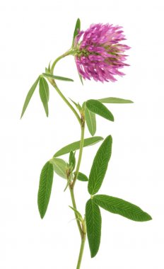 İzole Kırmızı yonca çiçek