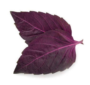 İzole kırmızı fesleğen yaprağı