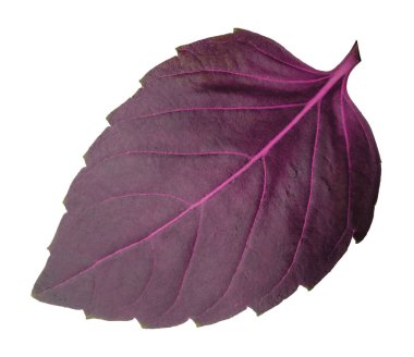 Gölge izole kırmızı fesleğen yaprağı