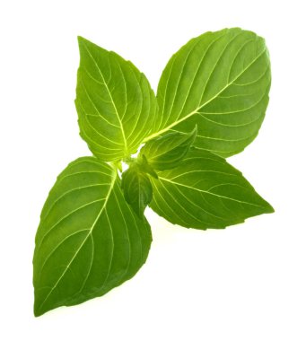 fesleğen yaprakları üzerinde beyaz izole