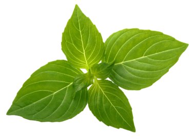 Gölge fesleğen izole yaprağı