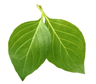 Gölge fesleğen izole yaprağı