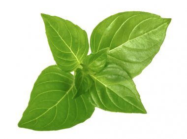 Gölge fesleğen izole yaprağı