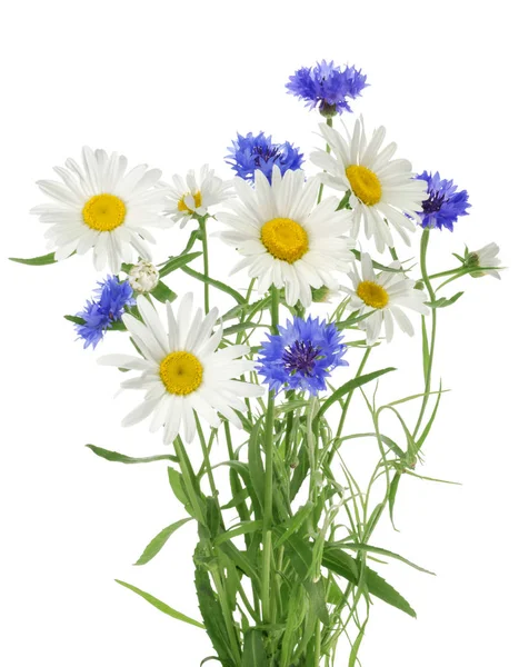 Strauß Kamille und Kornblumen isoliert ohne Schatten — Stockfoto