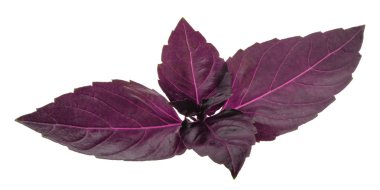 Gölge izole kırmızı fesleğen yaprağı