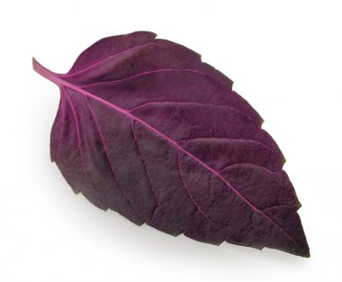 İzole kırmızı fesleğen yaprağı