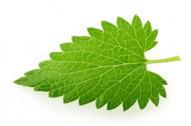 Melisa melissa yaprak üzerinde beyaz izole