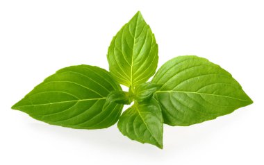 fesleğen yaprakları üzerinde beyaz izole