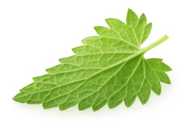 Melisa melissa yaprak izole tarafında beyaz geri