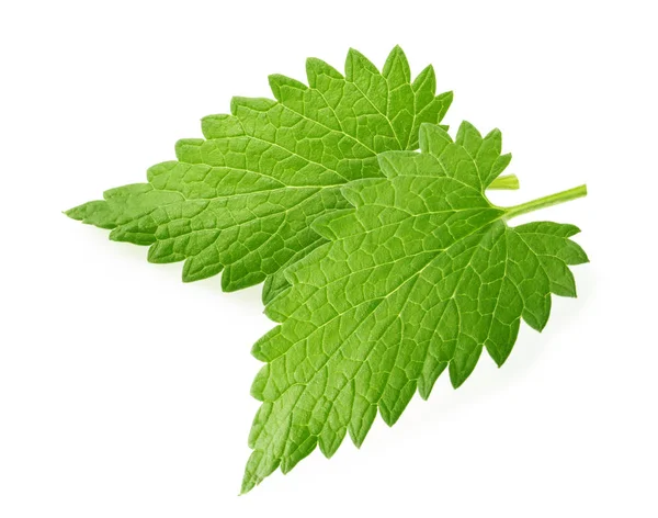 Lemon balm melissa leaf isolated on white — Stock Photo, Image