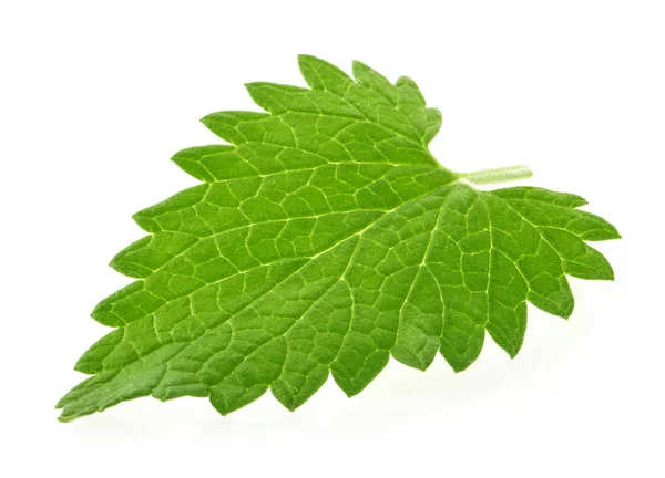 Lemon balm melissa leaf isolated on white — Stock Photo, Image