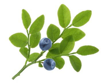Beyaz arka plan üzerinde izole dal üzerinde yaban mersini